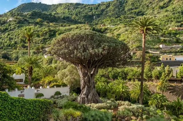 Rondreis Tenerife & Gran Canaria boom