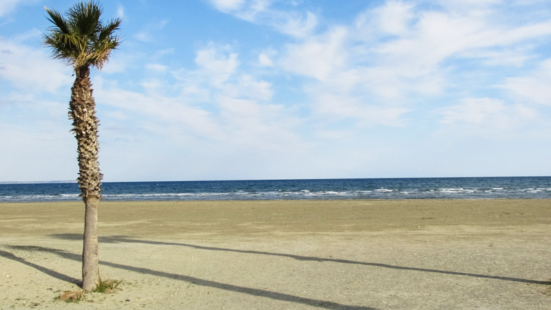 Larnaca - Strand palmboom