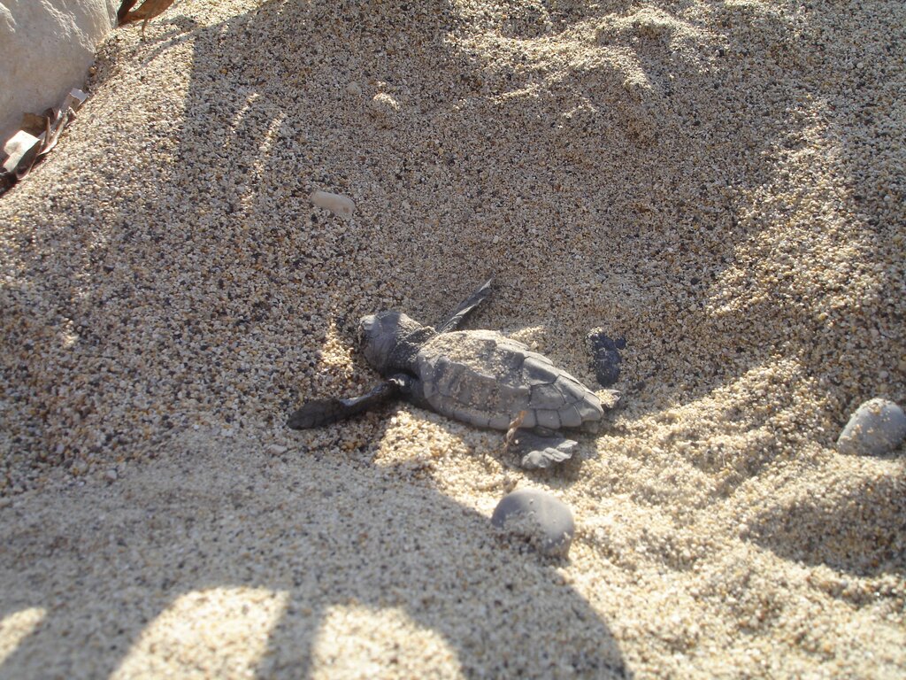 Combineer natuur en strand