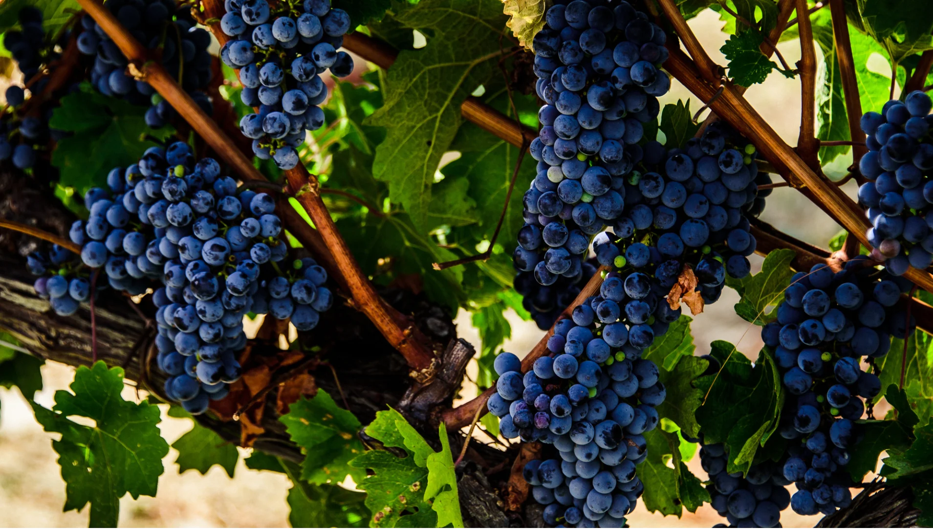 Chianti