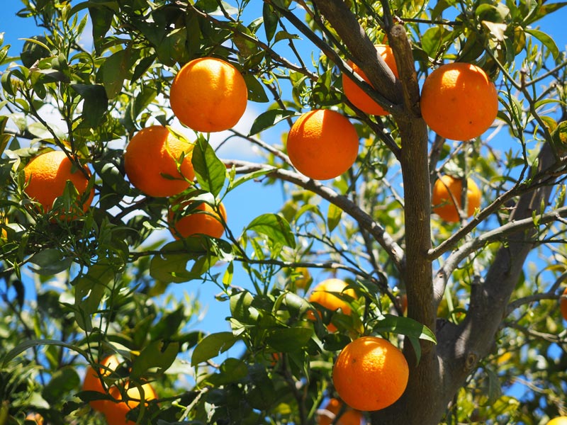Algarve - Sinaasappelboom