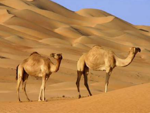Sporen in het zand van de woestijn