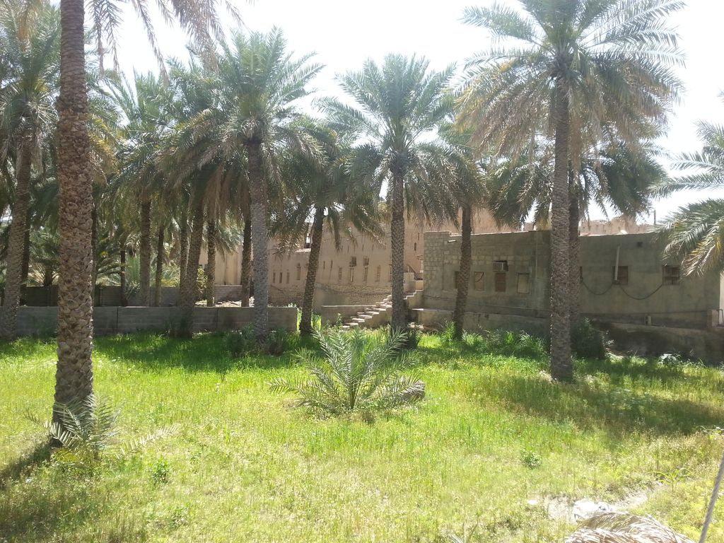 Dadelpalmen en ru&iuml;nes bij Birkat Al Mauz