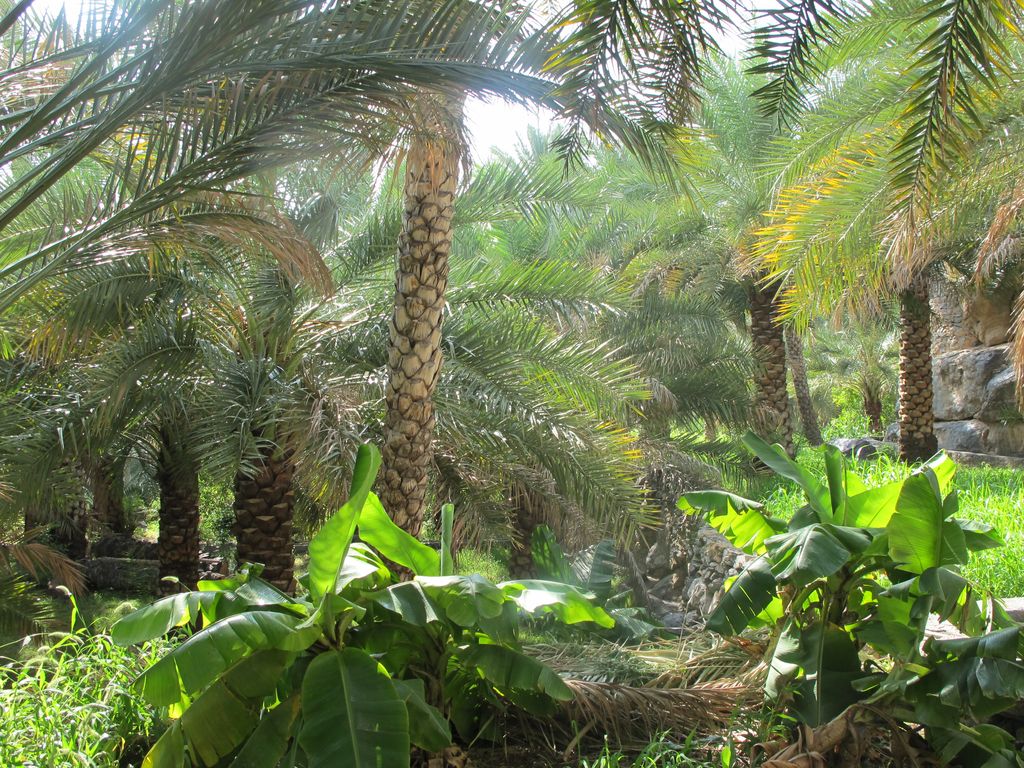 Terrastuinen en aflaj van Misfat Al Abriyeen