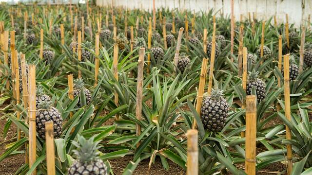 Ananasplantage São Miguel