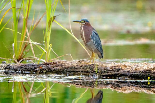 Boca Tapada – vogels