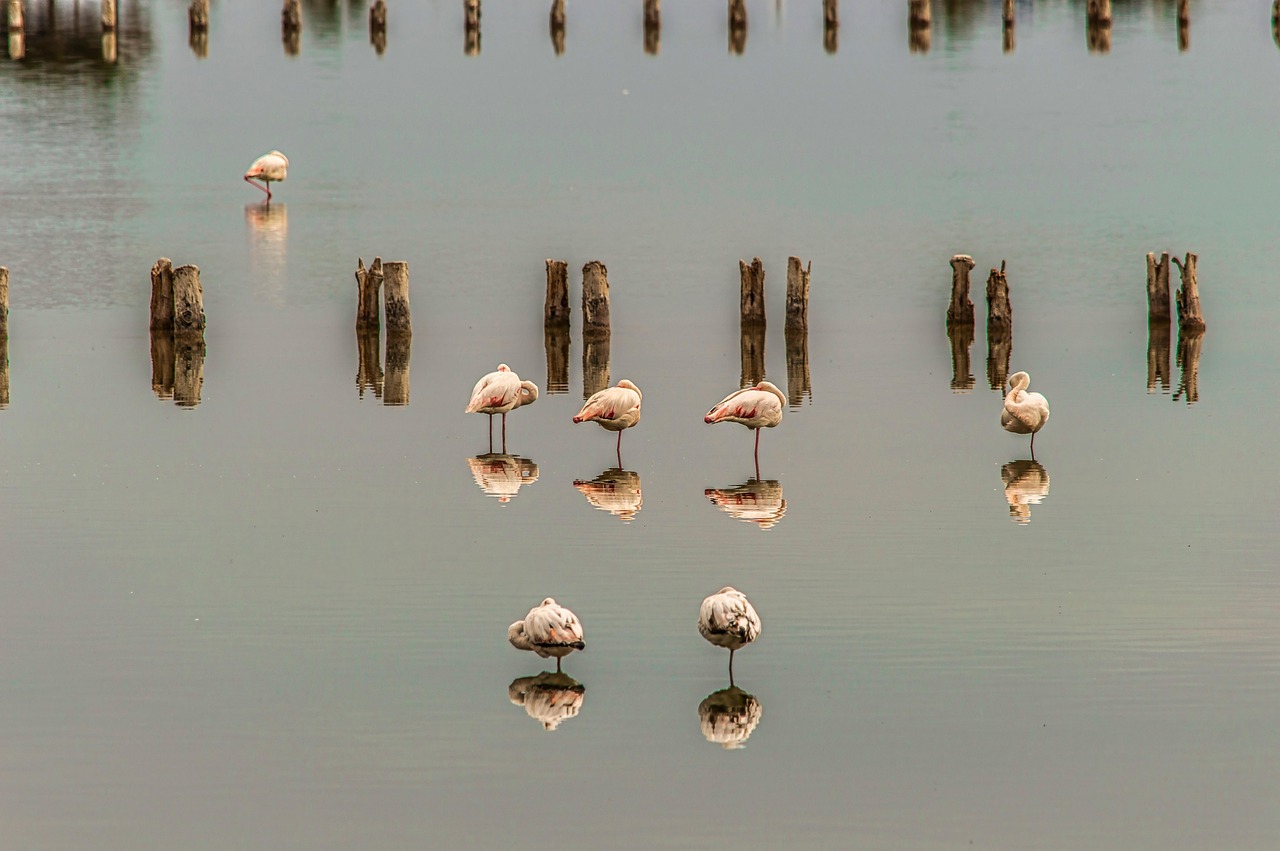 Molentargius natuurpark met flamingo's