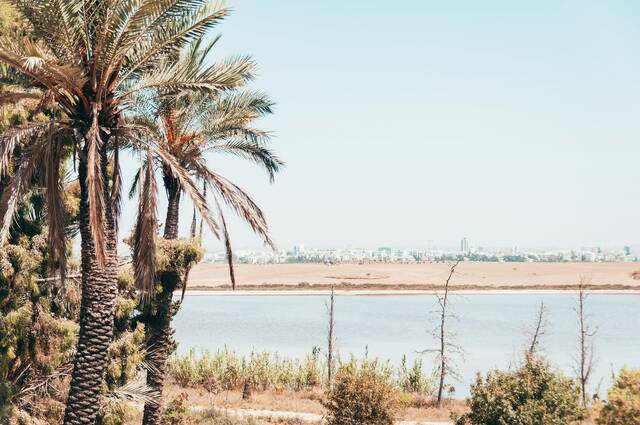 City palm larnaca