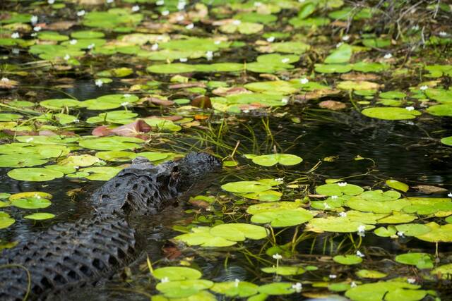 Alligator in de Everglades