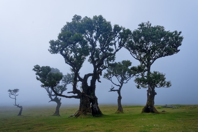 Sprookjesachtig Fanal-bos met laurierbomen