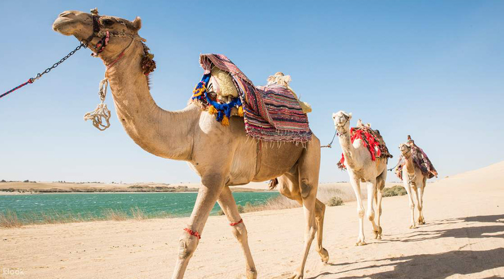 Kamelentocht woestijn