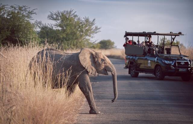 Wildlife moment in de bush