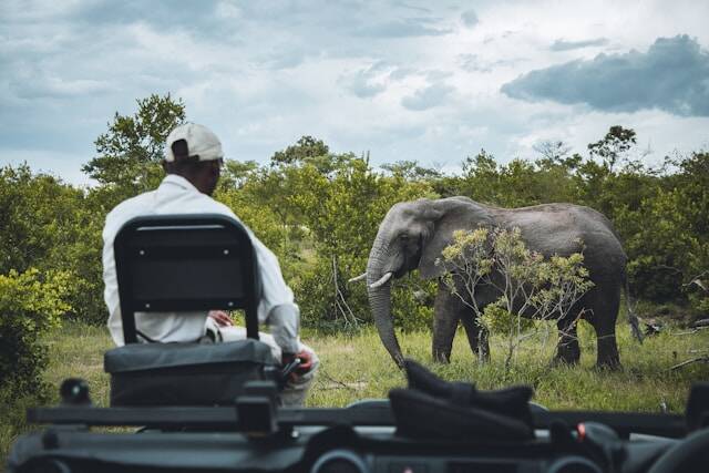 Safari in Kruger National Park