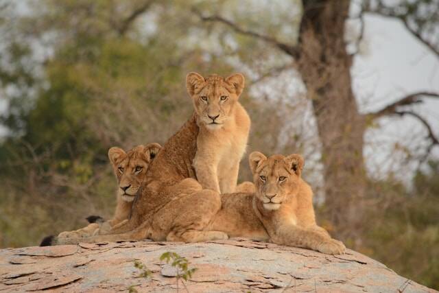 Wildlife in de Kruger-regio