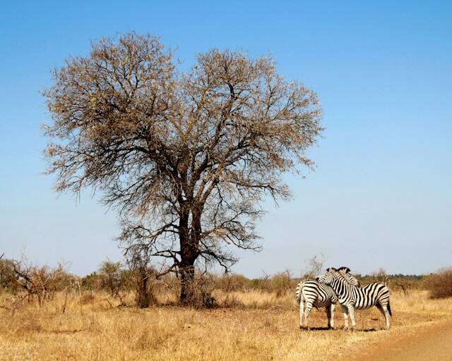 Wildlife in de Kruger-regio