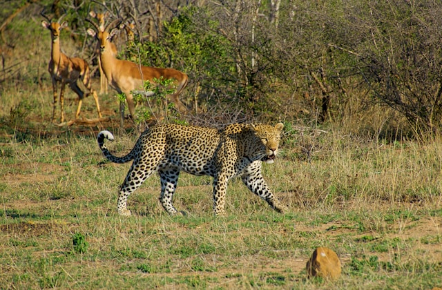 Ochtend in Kruger