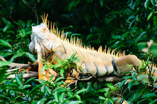 La Fortuna – wildlife