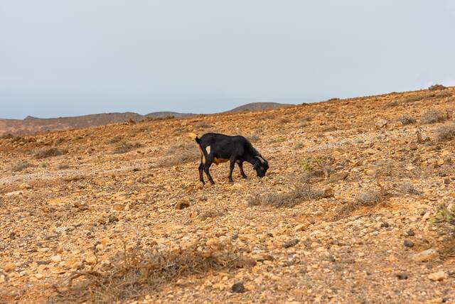 Geiten in het binnenland van Fuerteventura