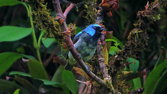 Monteverde – vogels spotten