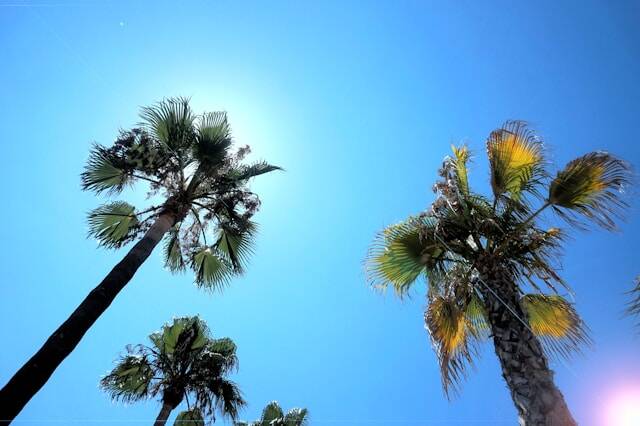 Palmbomen Mallorca
