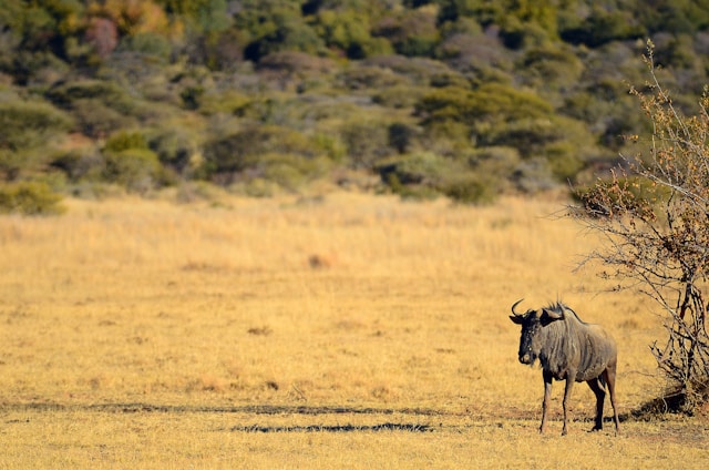 Wildlife in Pilanesberg