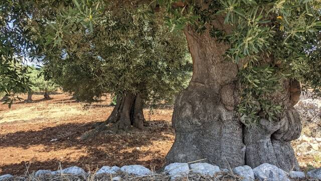 Olijfgaarden Puglia