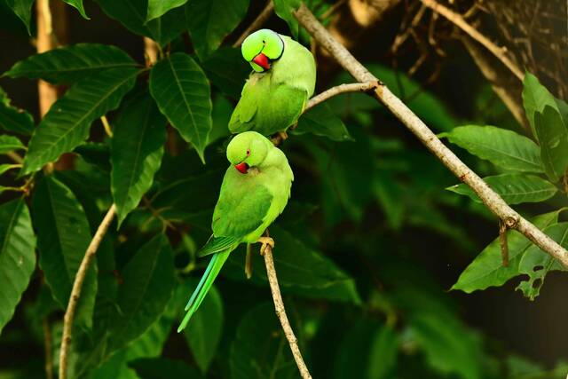 Islas Damas – vogels