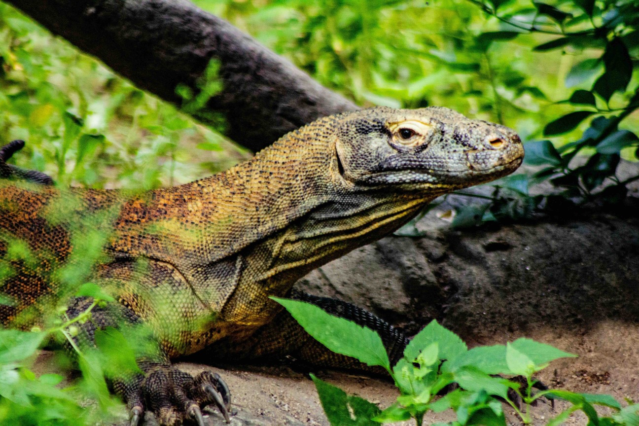 Islas Damas &ndash; kaaiman