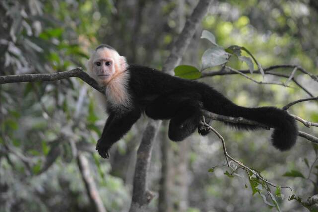 Quepos – aap in de natuur