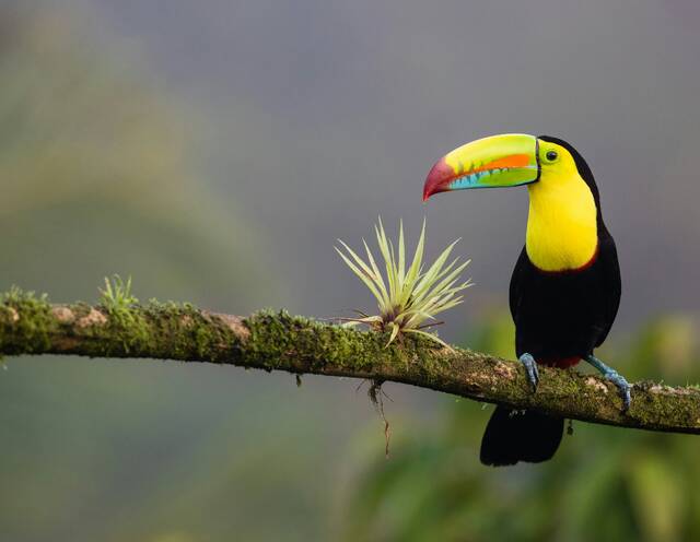 San José – natuur en vogels
