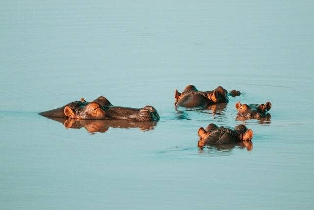 St. Lucia wetlands en natuur