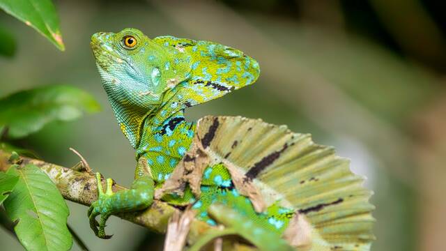 Tortuguero – wildlife