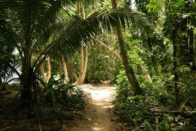 Tortuguero National Park – natuur