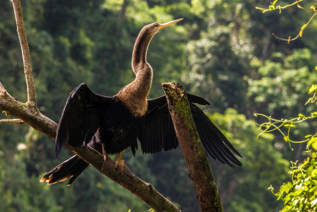 Tortuguero &ndash; vogels en natuur