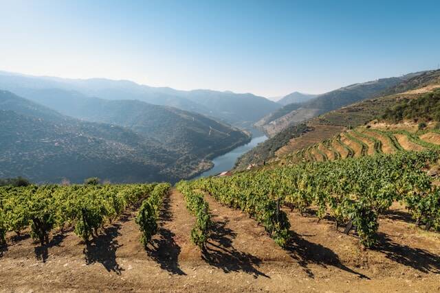 Douro-vallei – wijngaardterrassen langs de rivier