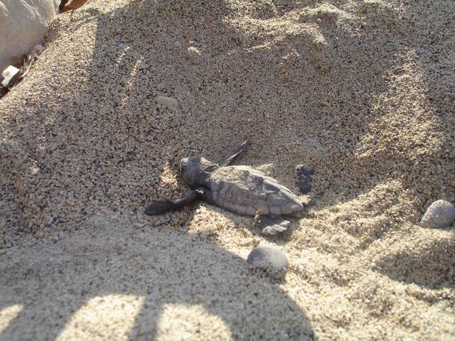 Combineer natuur en strand