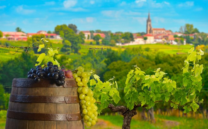 Bordeaux - Wijnveld