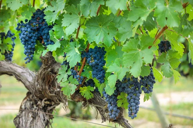 Rioja wijnstreek