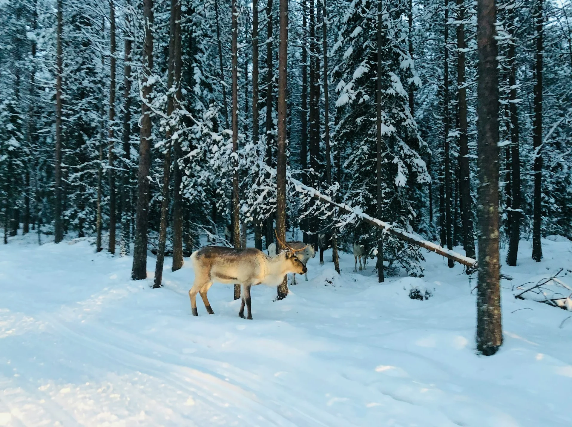 Rendier Lapland