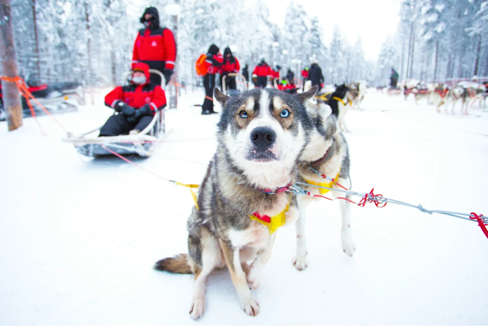 Huskies Lapland