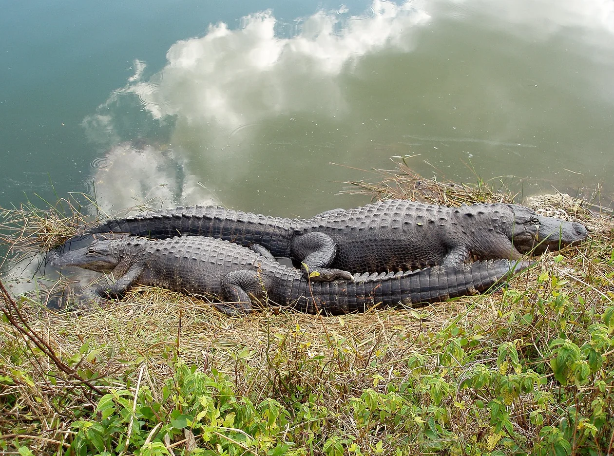 Everglades Florida alligators