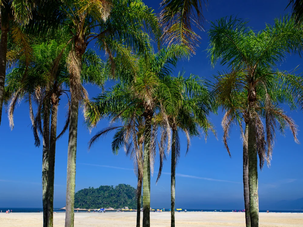 Palmbomen op het strand