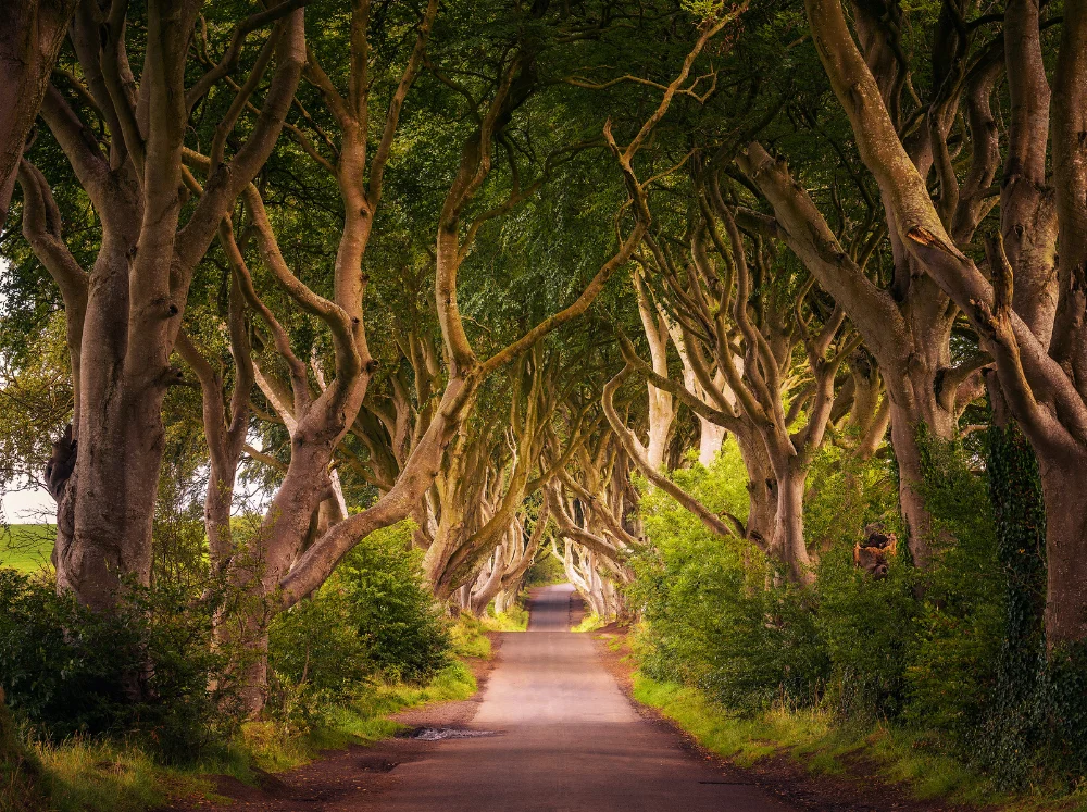 Prachtig pad met bomen