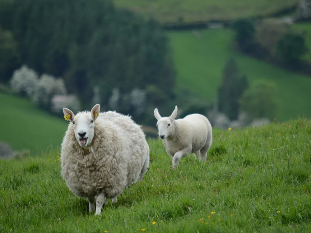 Schaap met lam