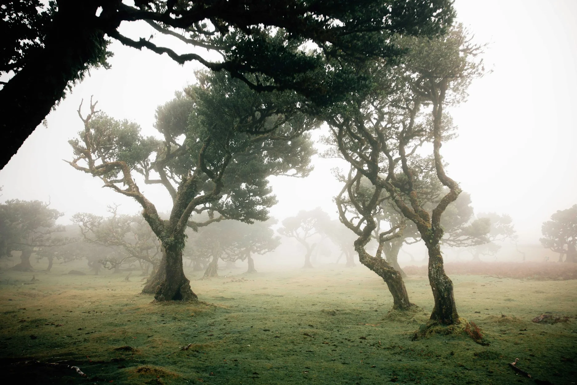 Fanal forrest op Madeira