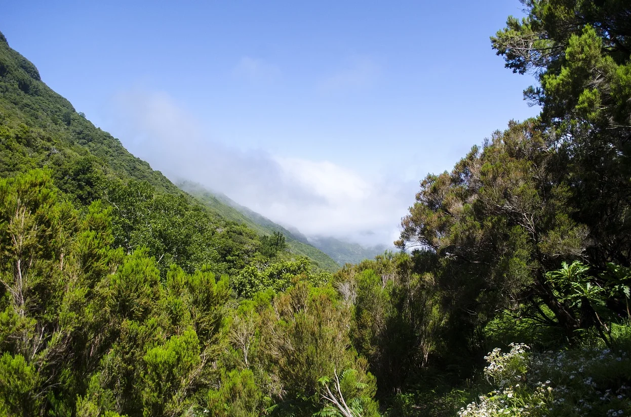 Madeira-Nature