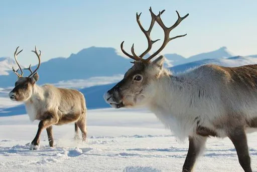 De Arctische Ervaring