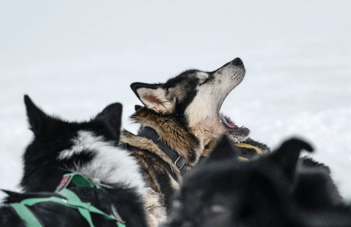 Sled dogs in Bolterdalen