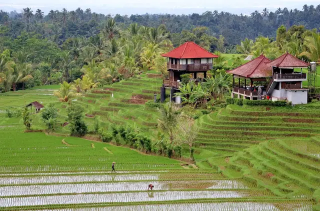 Startpakket Bali - Rijstvelden