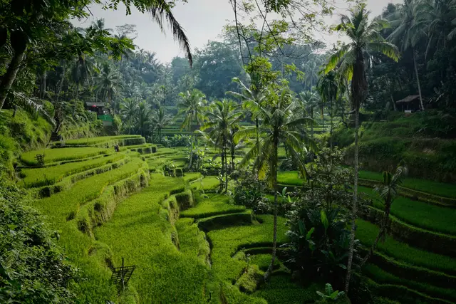 Rondreis Bali Tempels en Tropen